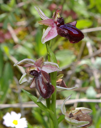 Ibrido Ophrys bertoloniiformis x O. incubacea